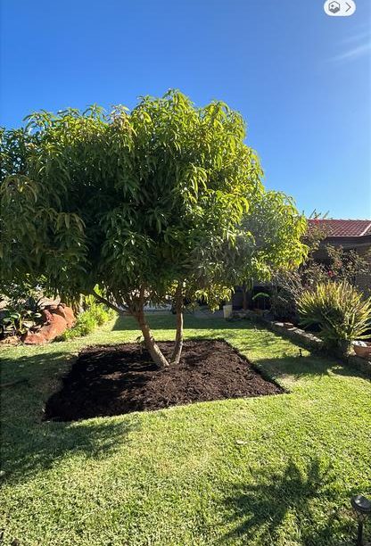 Tree surrounded by fresh mulch in a green lawn