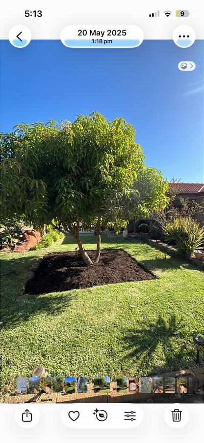 Tree mulching and lawn care